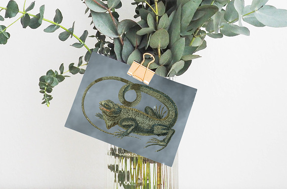 Lizard Clipart Iguana Green in Illustrations - product preview 5