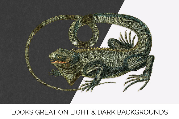 Lizard Clipart Iguana Green in Illustrations - product preview 6