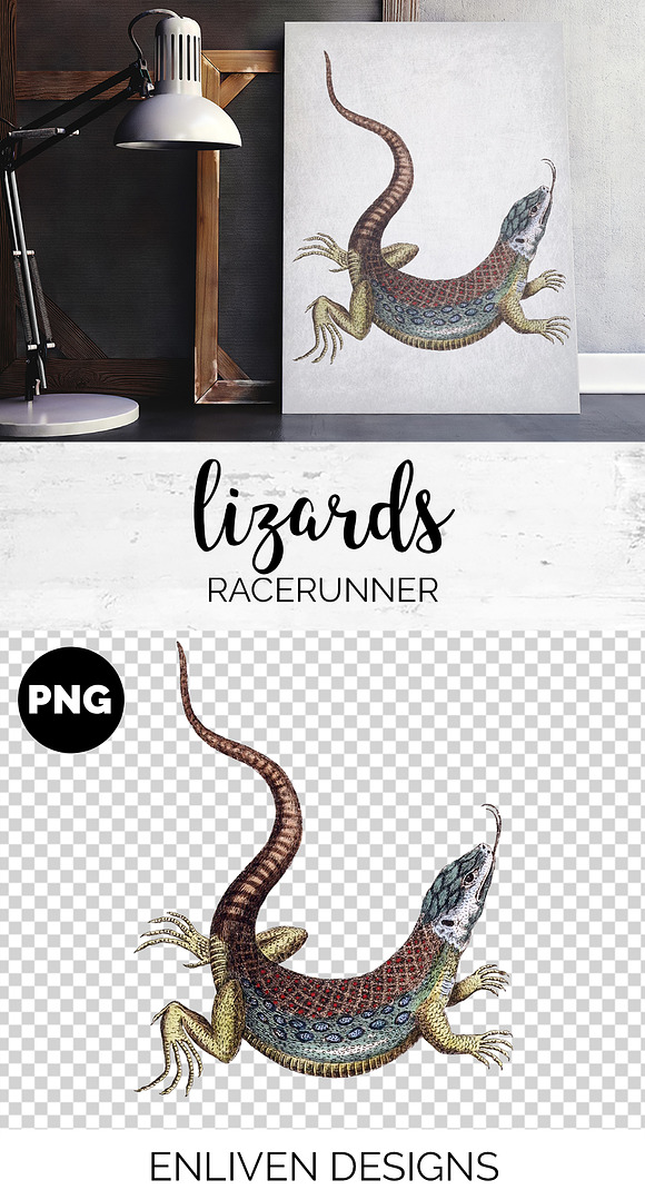 Lizard Amazon Racerunner Vintage in Illustrations - product preview 1