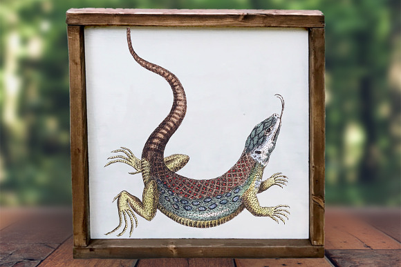 Lizard Amazon Racerunner Vintage in Illustrations - product preview 3