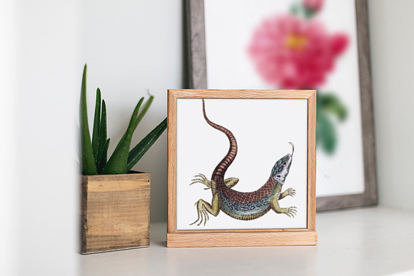 Lizard Amazon Racerunner Vintage in Illustrations - product preview 5