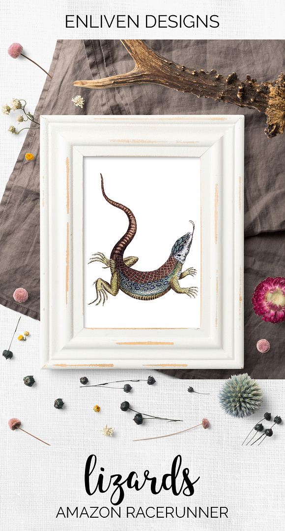 Lizard Amazon Racerunner Vintage in Illustrations - product preview 7