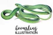 Snake Green Boomslang Watercolor