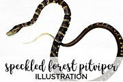 Pit-viper Speckled Forest Snake