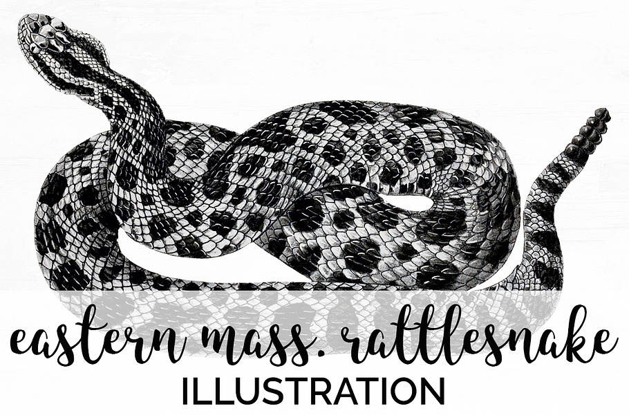 Rattlesnake Eastern Massasauga in Illustrations - product preview 8