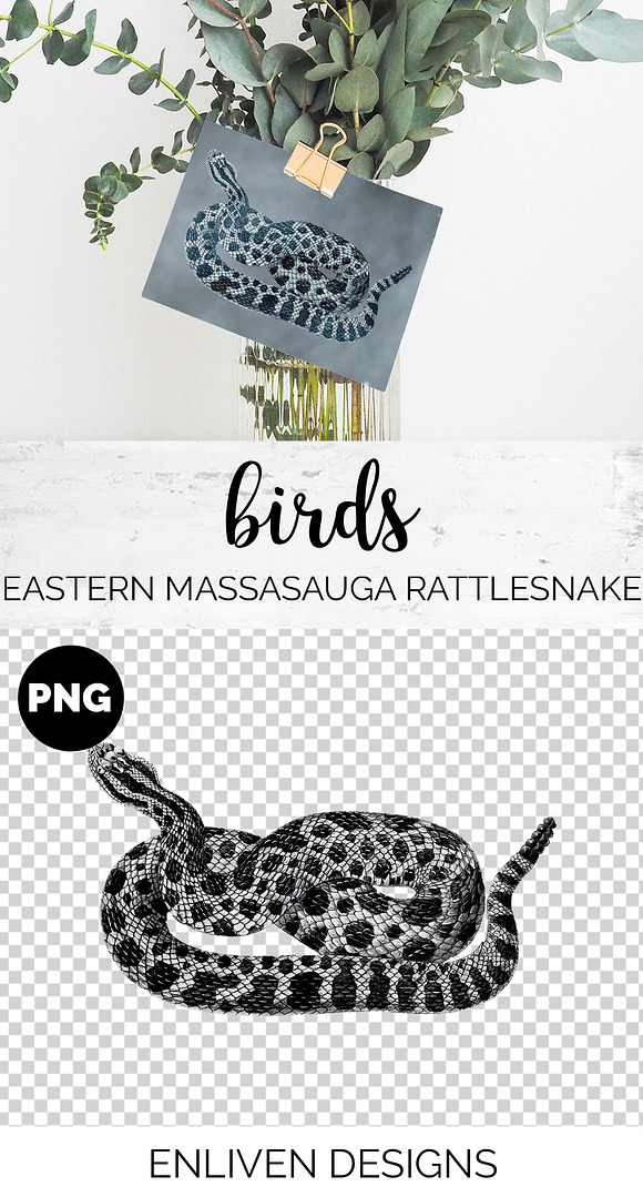 Rattlesnake Eastern Massasauga in Illustrations - product preview 1