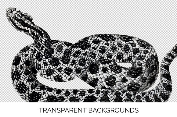 Rattlesnake Eastern Massasauga in Illustrations - product preview 2