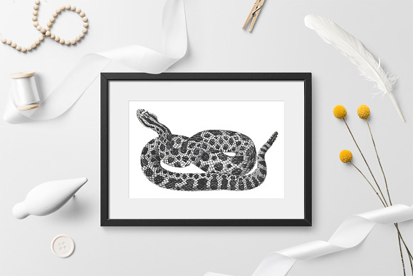 Rattlesnake Eastern Massasauga in Illustrations - product preview 3