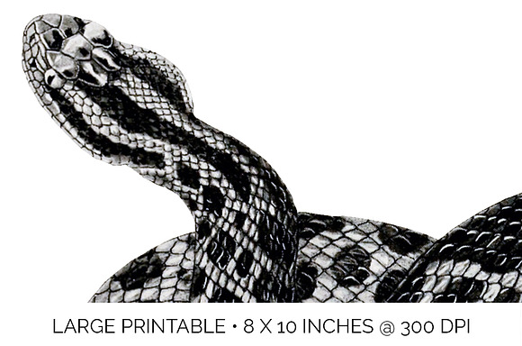 Rattlesnake Eastern Massasauga in Illustrations - product preview 4