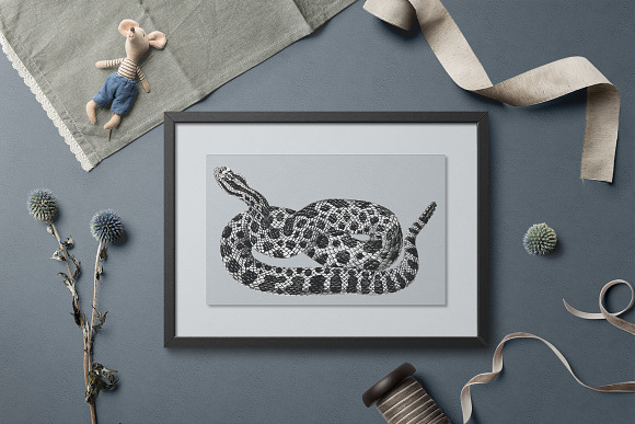 Rattlesnake Eastern Massasauga in Illustrations - product preview 5