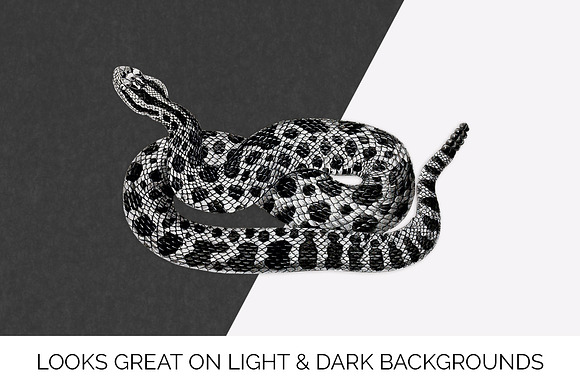 Rattlesnake Eastern Massasauga in Illustrations - product preview 6