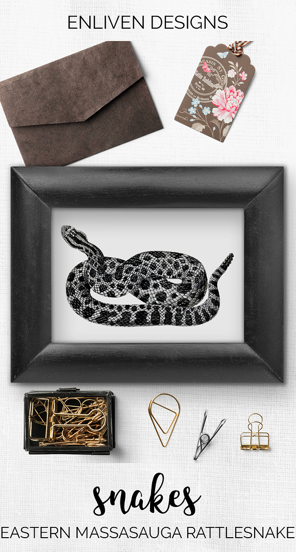 Rattlesnake Eastern Massasauga in Illustrations - product preview 7