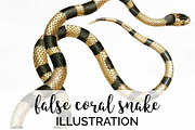 Snake False Coral Snake Vintage