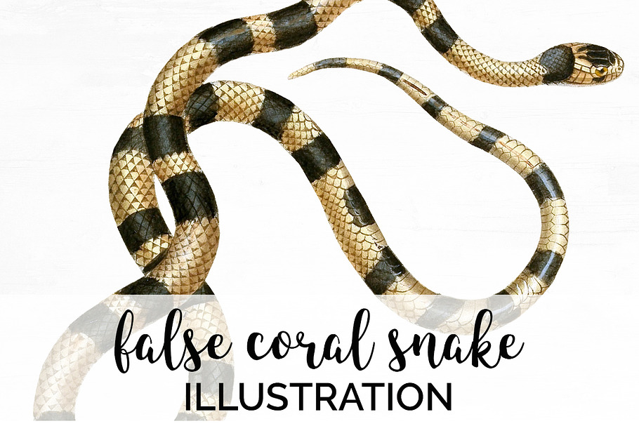 Snake False Coral Snake Vintage in Illustrations - product preview 8