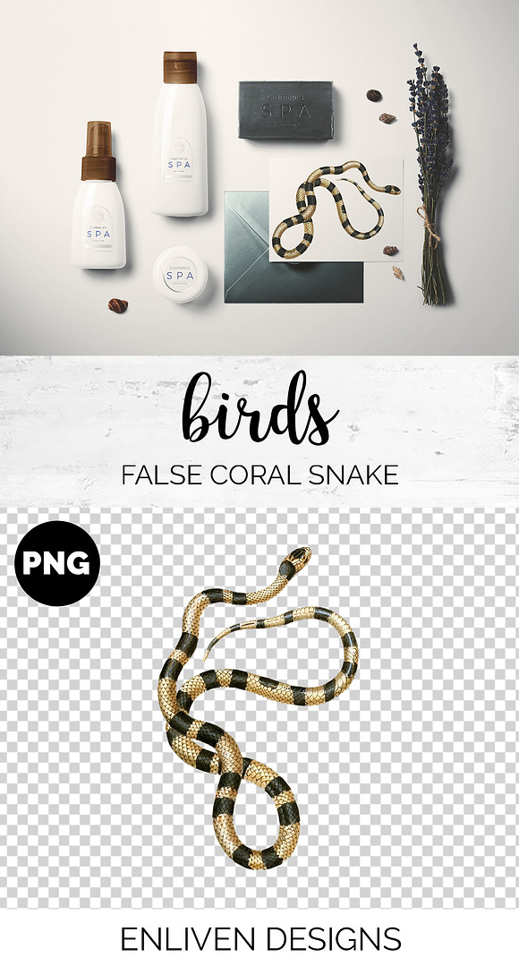 Snake False Coral Snake Vintage in Illustrations - product preview 1