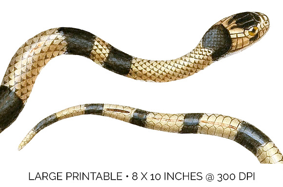 Snake False Coral Snake Vintage in Illustrations - product preview 4