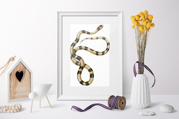 Snake False Coral Snake Vintage in Illustrations - product preview 5