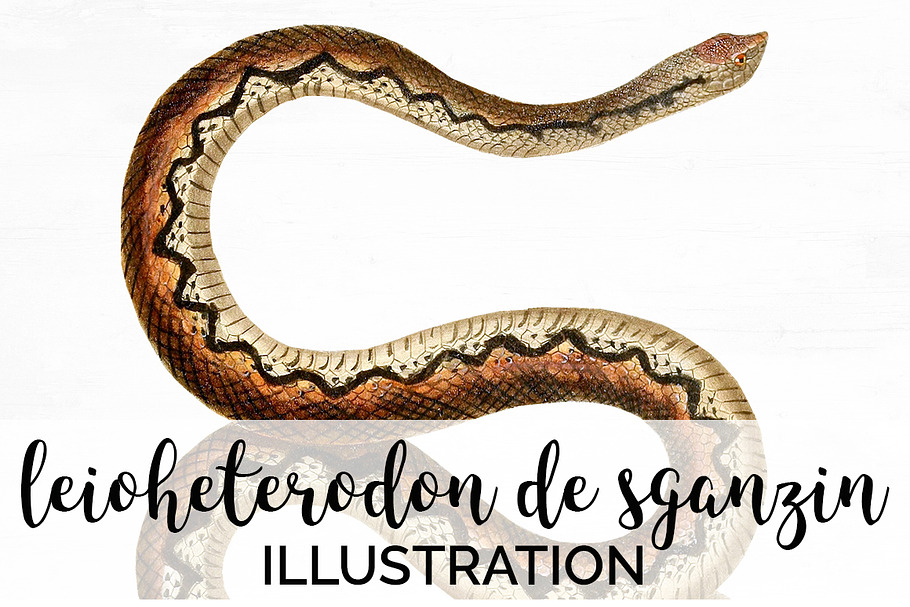 Snake Vintage Watercolor Snake in Illustrations - product preview 8