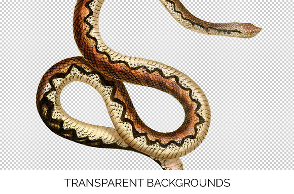 Snake Vintage Watercolor Snake in Illustrations - product preview 2