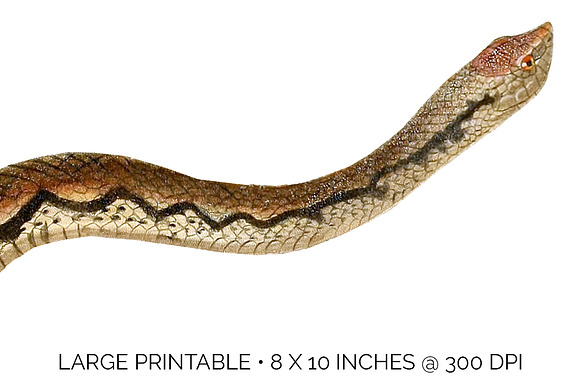 Snake Vintage Watercolor Snake in Illustrations - product preview 4