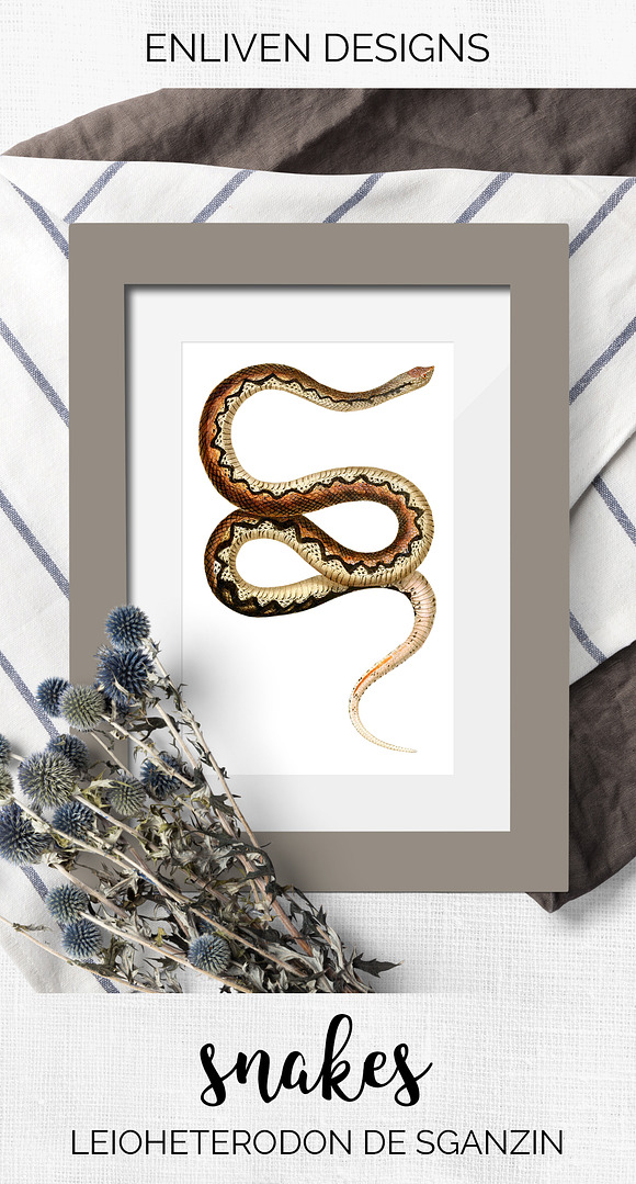 Snake Vintage Watercolor Snake in Illustrations - product preview 7