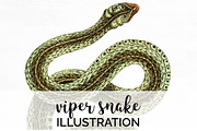 Viper Snake Vintage Watercolor