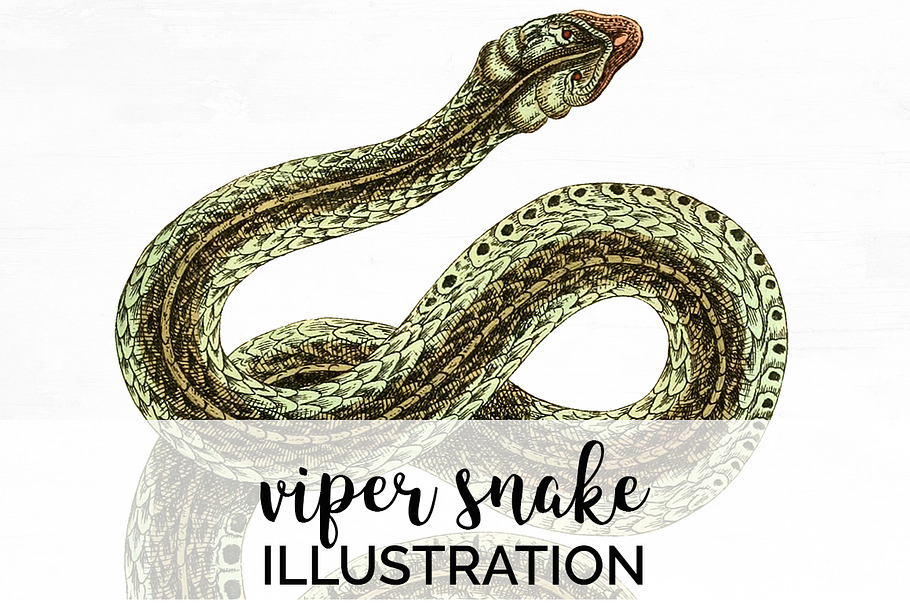 Viper Snake Vintage Watercolor in Illustrations - product preview 8