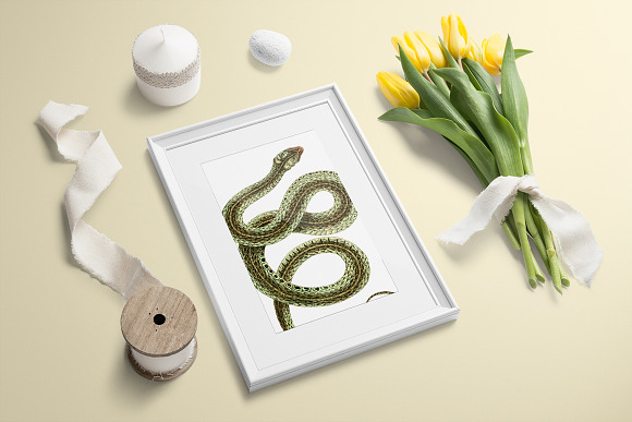 Viper Snake Vintage Watercolor in Illustrations - product preview 5