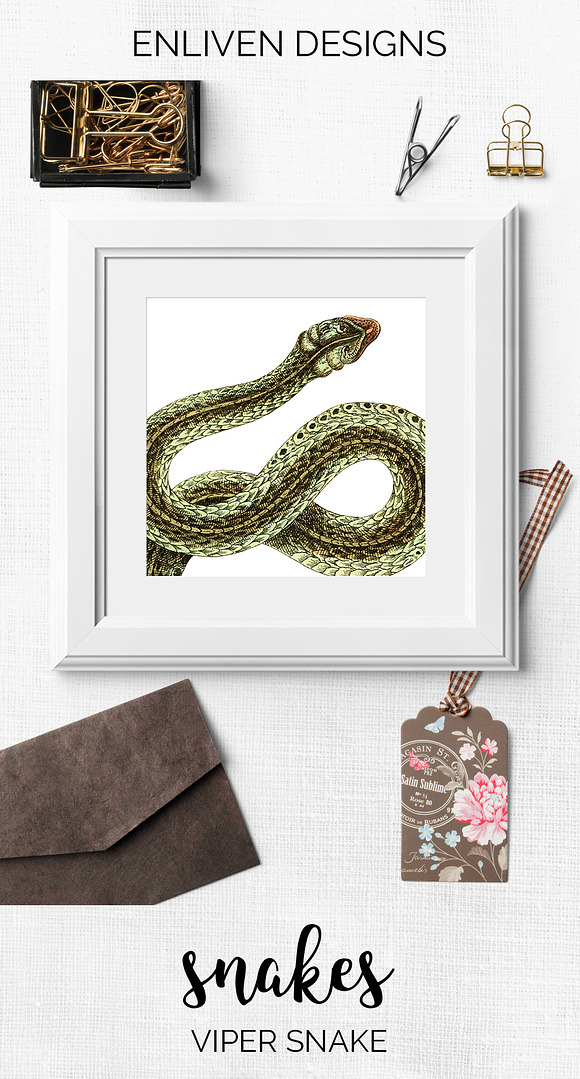 Viper Snake Vintage Watercolor in Illustrations - product preview 7