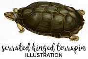 Turtle Serrated Hinged Terrapin