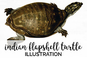Turtle Indian Flapshell Vintage