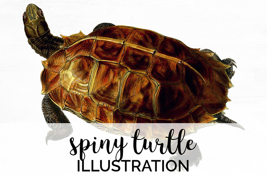 Spiny Turtle Vintage Watercolor in Illustrations - product preview 8