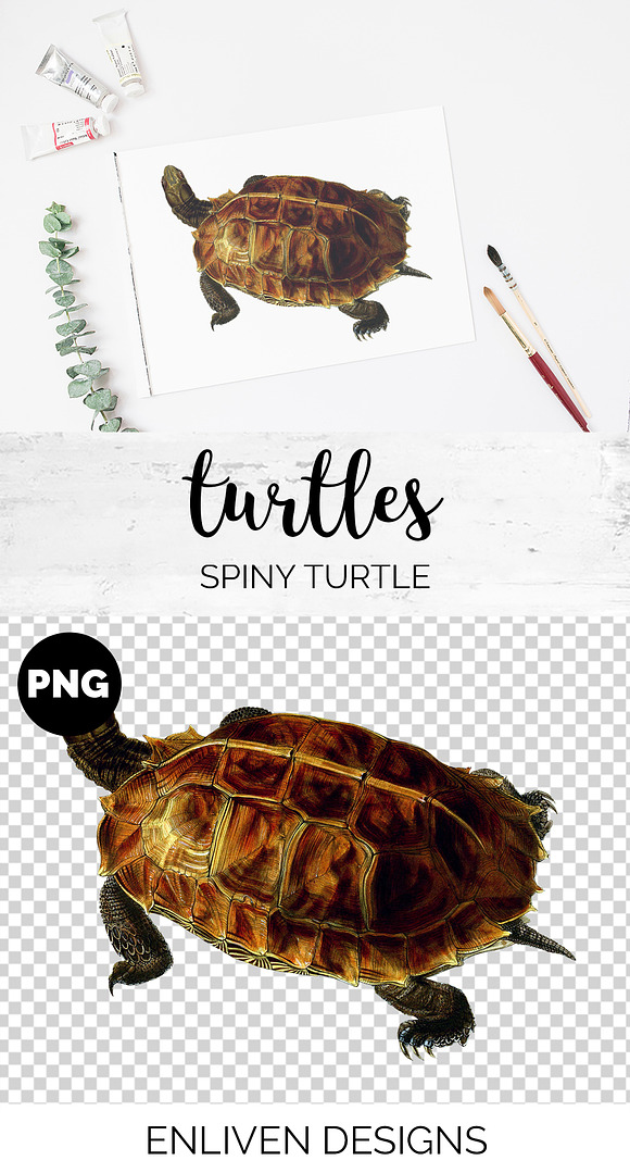 Spiny Turtle Vintage Watercolor in Illustrations - product preview 1
