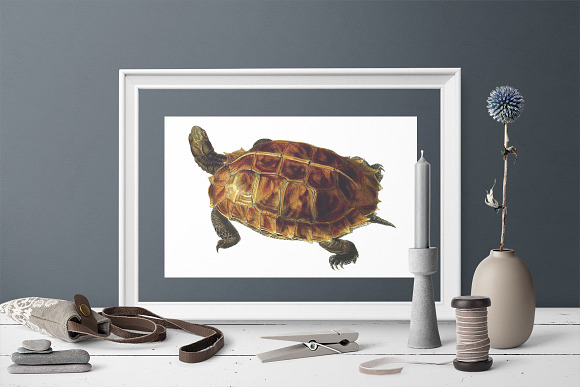 Spiny Turtle Vintage Watercolor in Illustrations - product preview 3