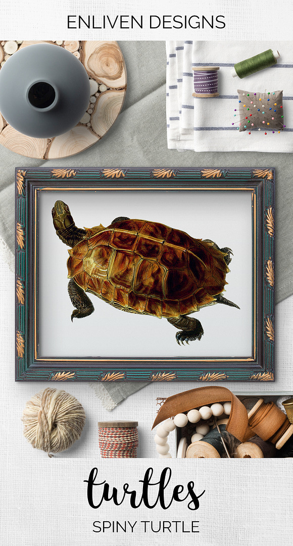 Spiny Turtle Vintage Watercolor in Illustrations - product preview 7
