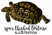 Tortoise Spur-Thighed Vintage Turtle