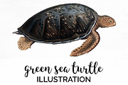 Sea Turtle Green Vintage Watercolor