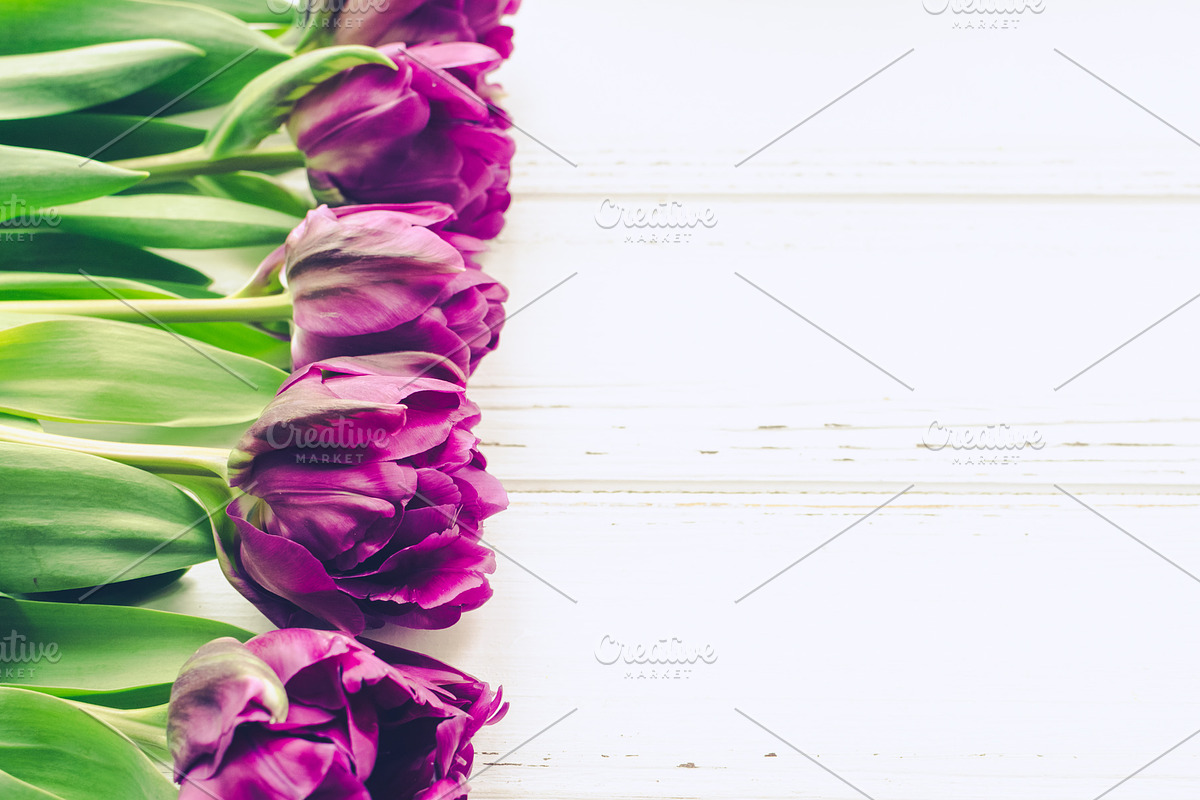 Purple tulips on white background in Illustrations - product preview 8