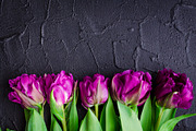 Purple tulips on black background