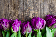 Purple tulips on wooden background