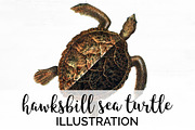 Sea Turtle Hawksbill Vintage