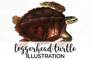 Loggerhead Turtle Vintage Watercolor