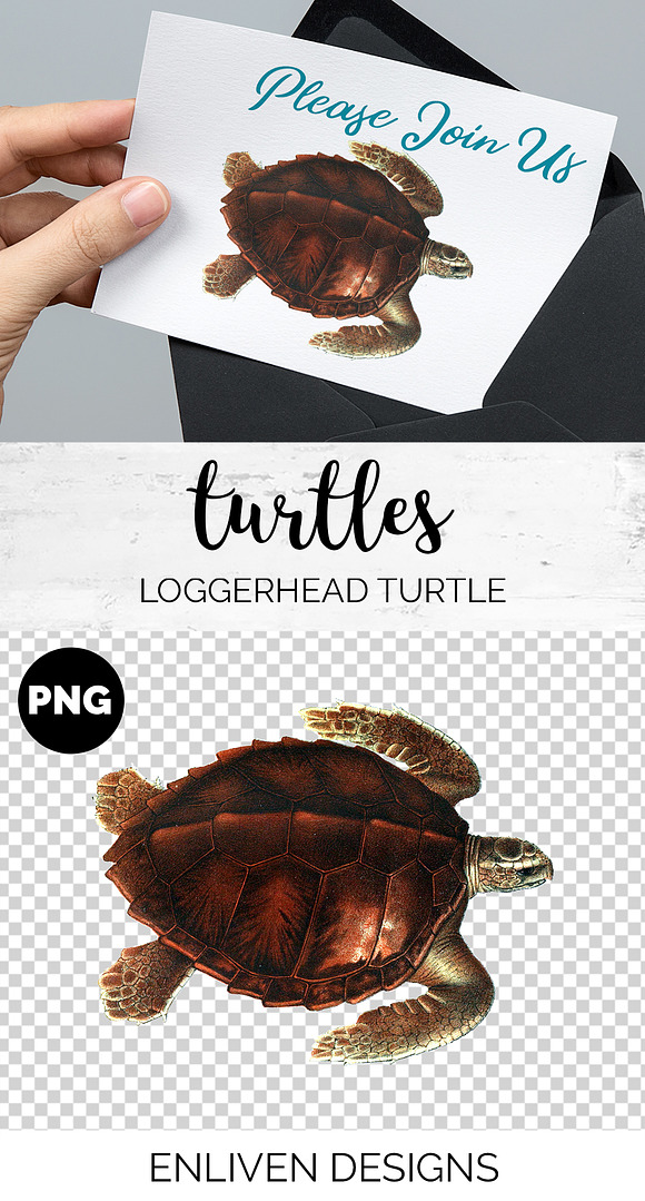 Loggerhead Turtle Vintage Watercolor in Illustrations - product preview 1
