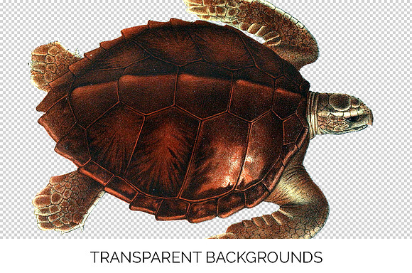 Loggerhead Turtle Vintage Watercolor in Illustrations - product preview 2
