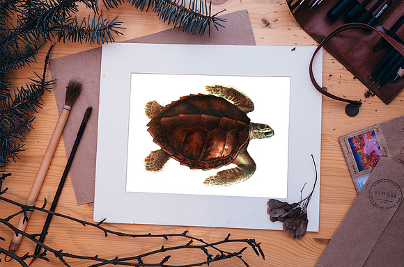 Loggerhead Turtle Vintage Watercolor in Illustrations - product preview 3