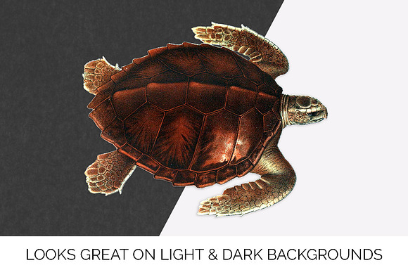 Loggerhead Turtle Vintage Watercolor in Illustrations - product preview 6