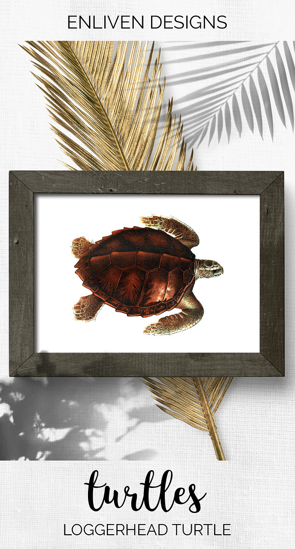 Loggerhead Turtle Vintage Watercolor in Illustrations - product preview 7