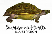Turtle Burmese Eyed Vintage Reptile