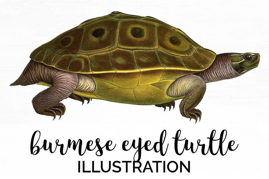 Turtle Burmese Eyed Vintage Reptile in Illustrations - product preview 8