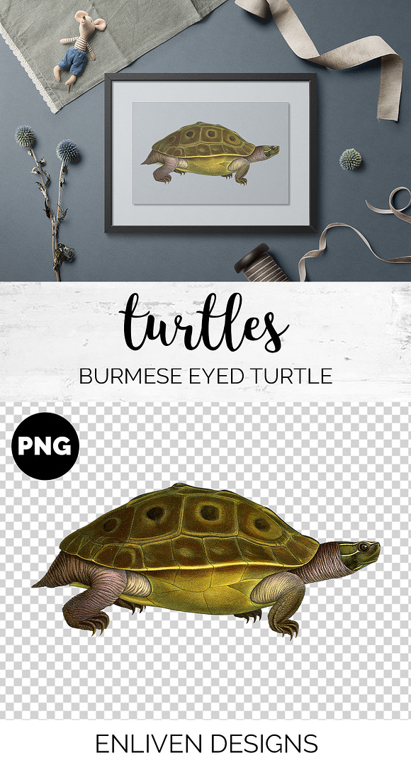 Turtle Burmese Eyed Vintage Reptile in Illustrations - product preview 1